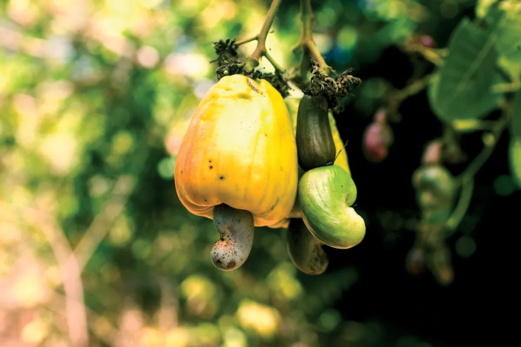 cashew apple and kernel